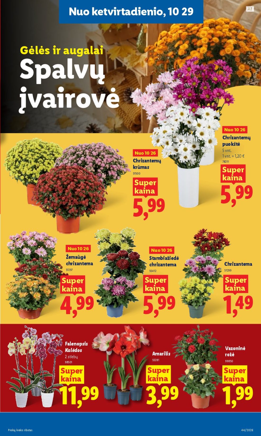 LIDL Maisto prekių pasiūlymai, 43 psl.: ketvirtadienio Gėlės augalai Spalvų įvairovė Chrizantemų puokštė krūmas Super Žemaūgė Stambiažiedė…